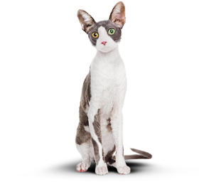 Худой котик