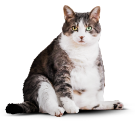 Толстый котик